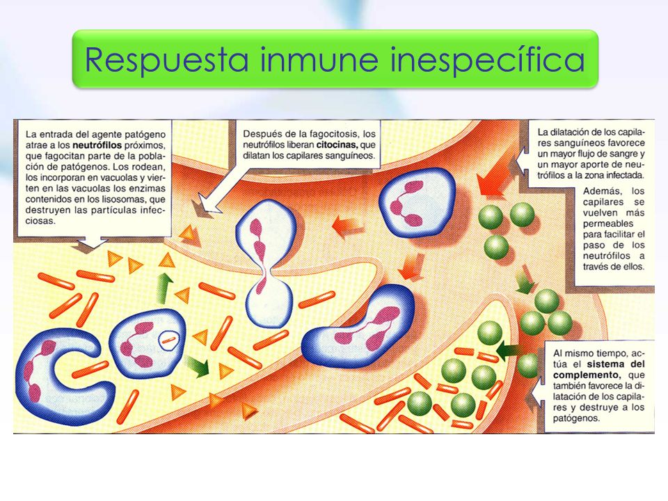 Resultado de imagen para respuesta inmunitaria inespecifica