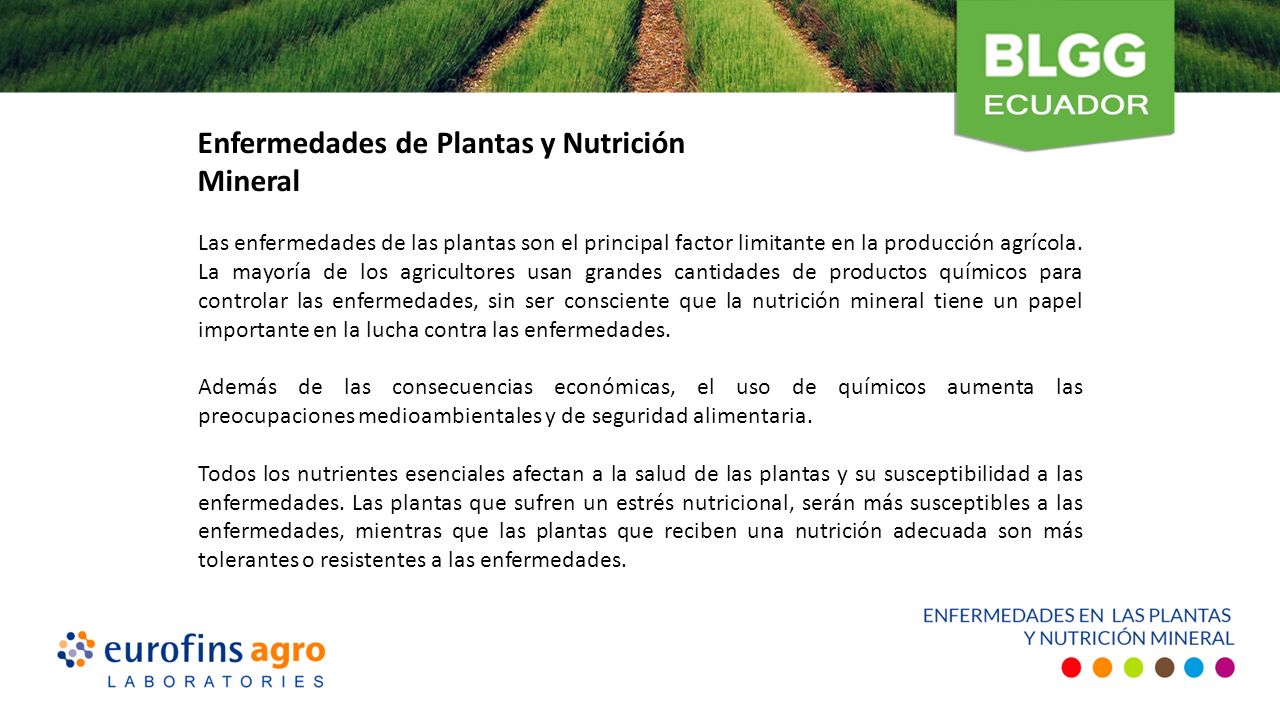 Enfermedades de Plantas y Nutrición Mineral Las enfermedades de las plantas son el principal factor limitante en la producción agrícola.