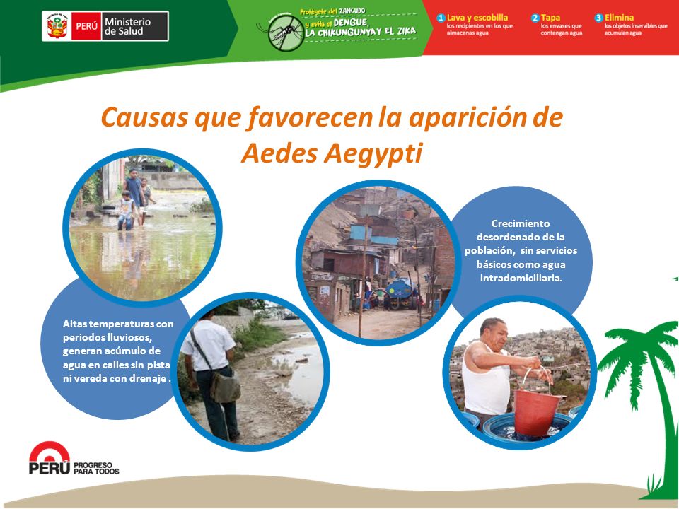 Causas que favorecen la aparición de Aedes Aegypti Altas temperaturas con periodos lluviosos, generan acúmulo de agua en calles sin pista ni vereda con drenaje.