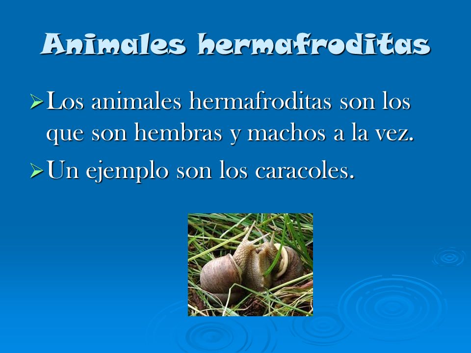 La Reproduccion De Los Animales La Reproduccion De Los Animales 1 La Reproduccion Sexual 2 La Fecundacion 3 Animales Hermafroditas 4 Desarrollo Del Ppt Descargar