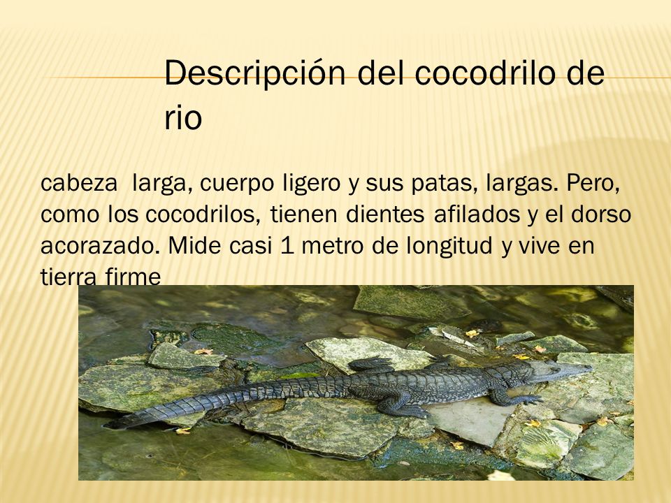 Por Lucio. Cocodrilo de pantano Cocodrilo de rio Los dos tipos de cocodrilos.  - ppt descargar