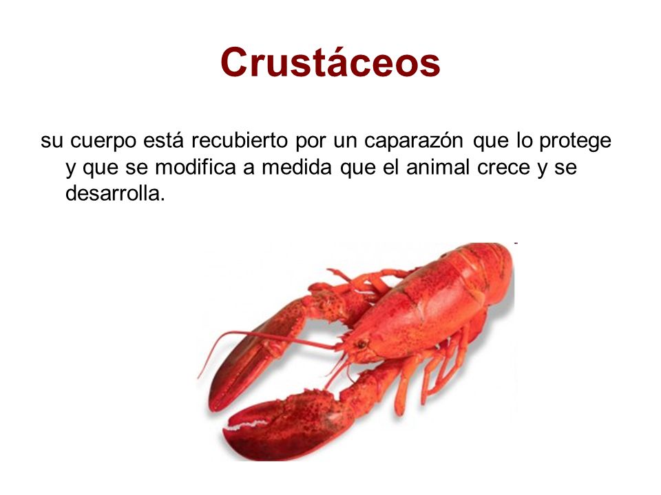 Mariscos. ¿ Qué son los mariscos? Son animales de mar o de río comestibles,  que no tienen vértebras o huesos que pueden tener una concha dura y  externa. - ppt descargar