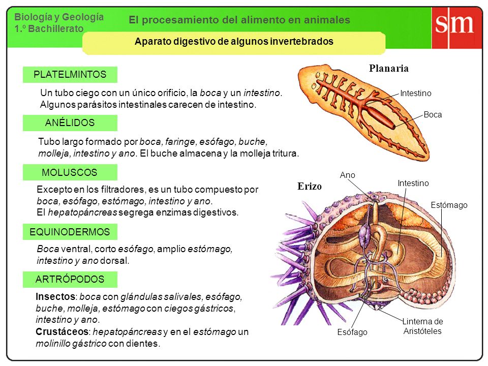 Tema 7 La Nutrición en los animales. Aparato Digestivo. - ppt descargar Tema 7 La Nutrición en los animales. Aparato Digestivo. - ppt descargar