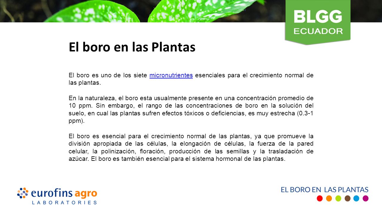 El boro en las Plantas El boro es uno de los siete micronutrientes esenciales para el crecimiento normal de las plantas.micronutrientes En la naturaleza, el boro esta usualmente presente en una concentración promedio de 10 ppm.