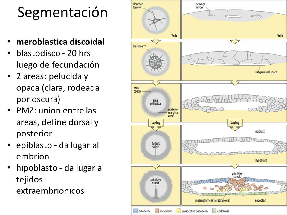 gastrulación de aves