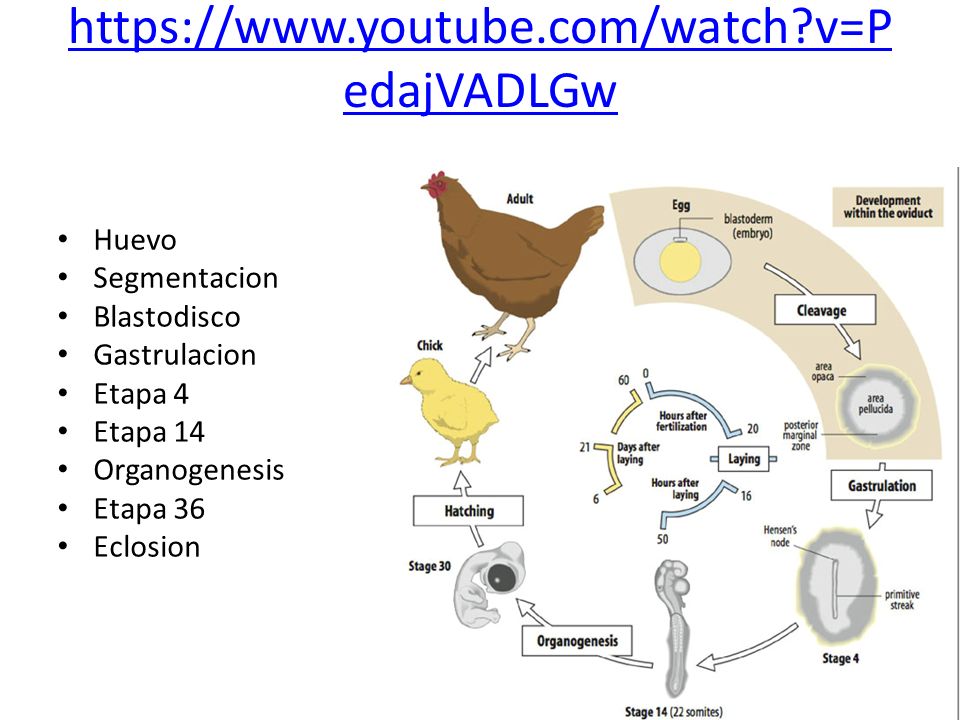 gastrulación de aves