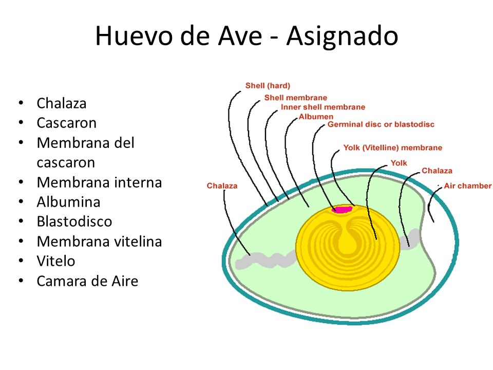 gastrulación de aves