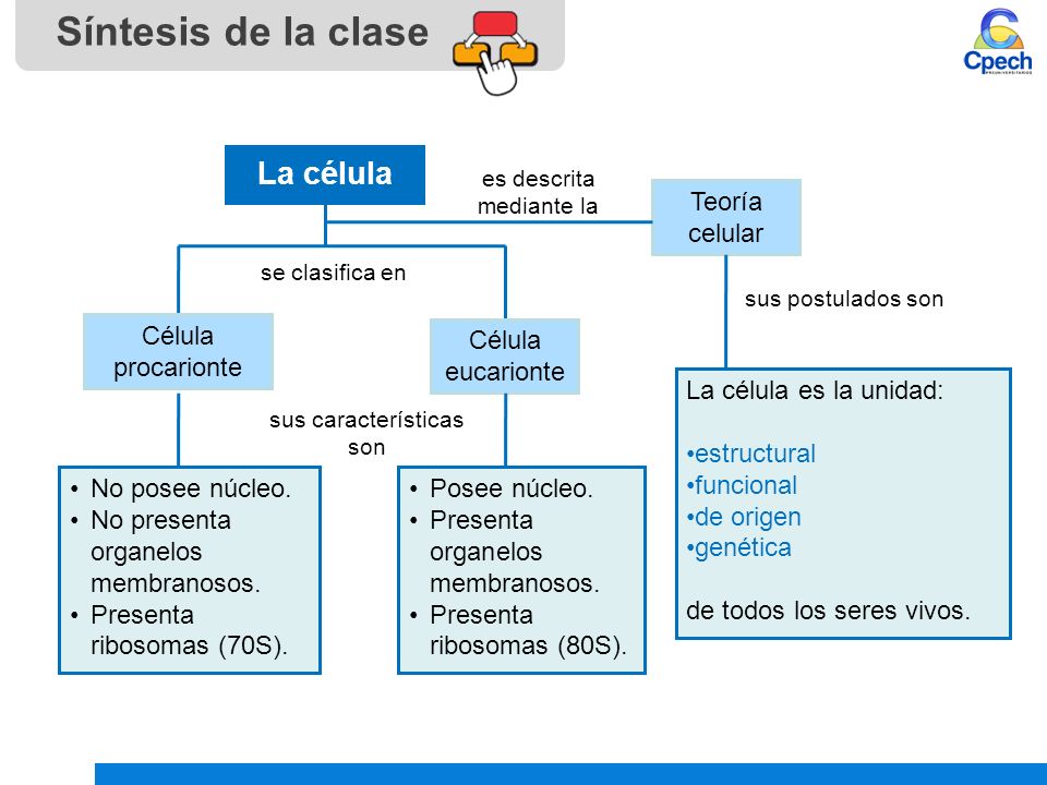 PPTCES014CB81-A16V1 Clase Organización celular: célula procarionte y  eucarionte. - ppt descargar