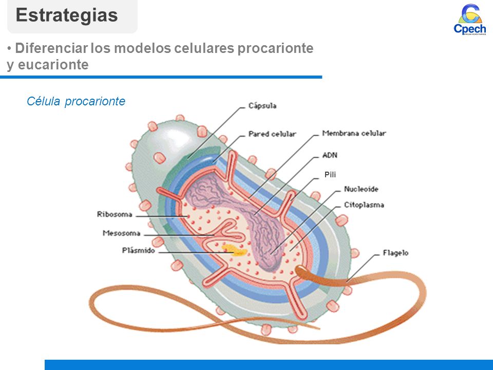 PPTCES014CB81-A16V1 Clase Organización celular: célula procarionte y  eucarionte. - ppt descargar