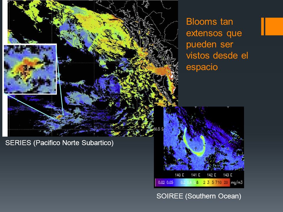 Blooms tan extensos que pueden ser vistos desde el espacio SERIES (Pacifico Norte Subartico) SOIREE (Southern Ocean)