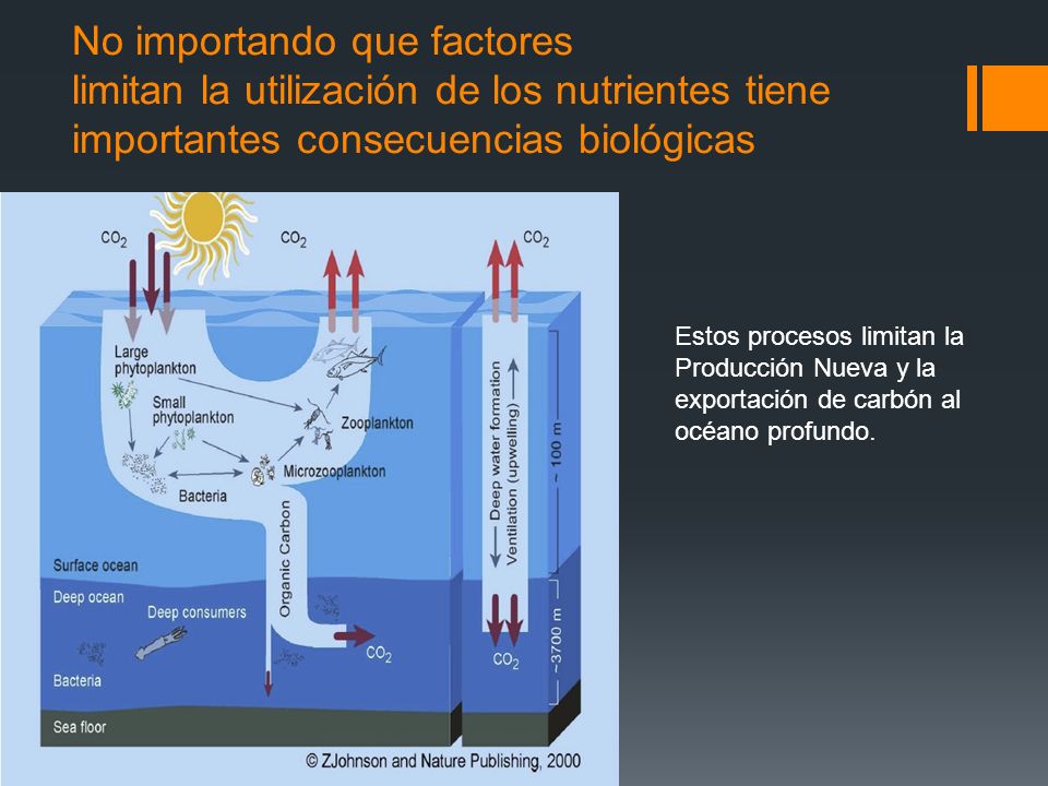 No importando que factores limitan la utilización de los nutrientes tiene importantes consecuencias biológicas Estos procesos limitan la Producción Nueva y la exportación de carbón al océano profundo.