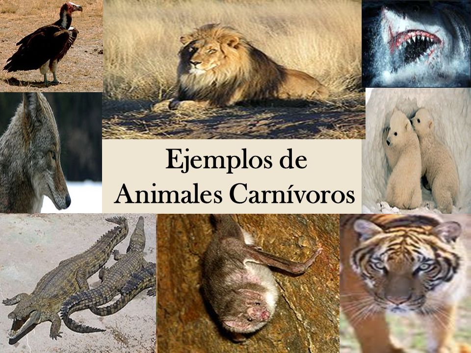 fotos de animales herbívoros con nombres