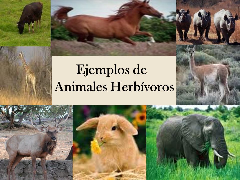 Animales Carnivoros Herbivoros Y Omnivoros Por Francisca Miranda