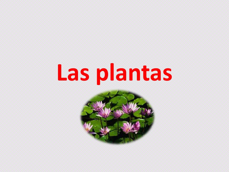 Las Plantas Las Plantas Terrestres Acuaticas Y Algas Las