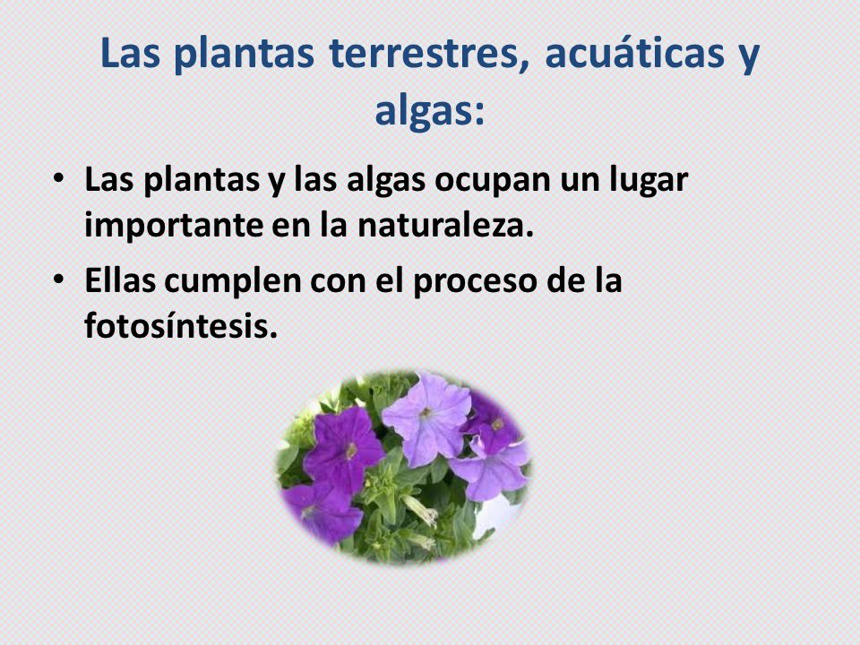 Las Plantas Las Plantas Terrestres Acuaticas Y Algas Las