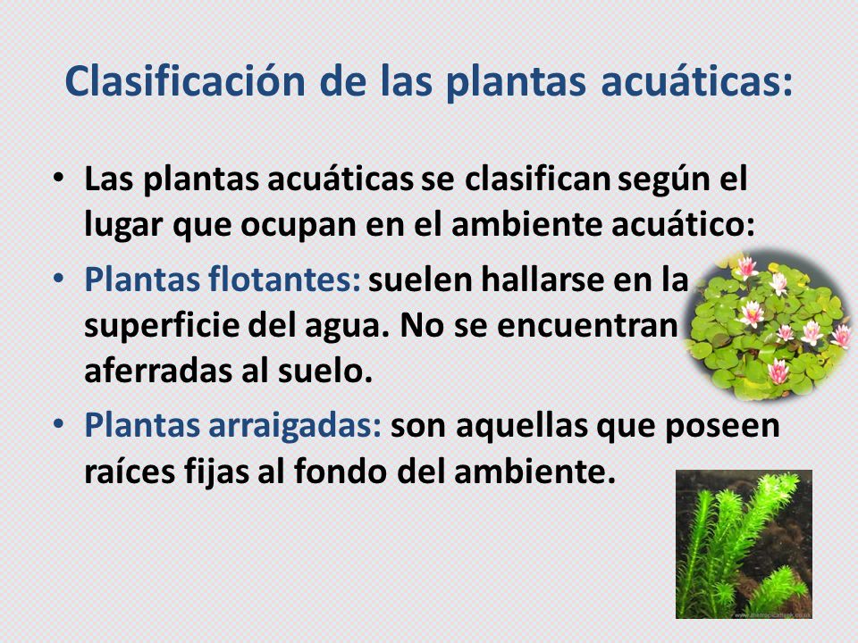 Las Plantas Las Plantas Terrestres Acuaticas Y Algas Las