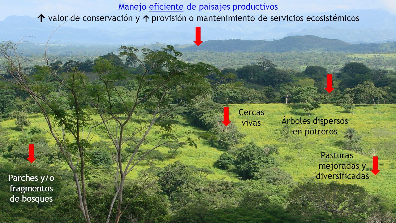 Ganadería Sostenible: Sistemas Silvopastoriles, adaptación y biodiversidad  03 de Marzo, 2016 CATIE, Turrialba Alejandra Martínez-Salinas y Jimena  Esquivel. - ppt descargar