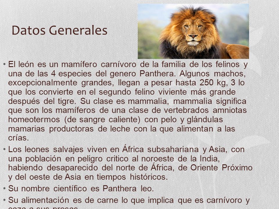 Elena Jalil Martínez MI ANIMAL FAVORITO. Datos Generales El león es un  mamífero carnívoro de la familia de los felinos y una de las 4 especies del  genero. - ppt descargar