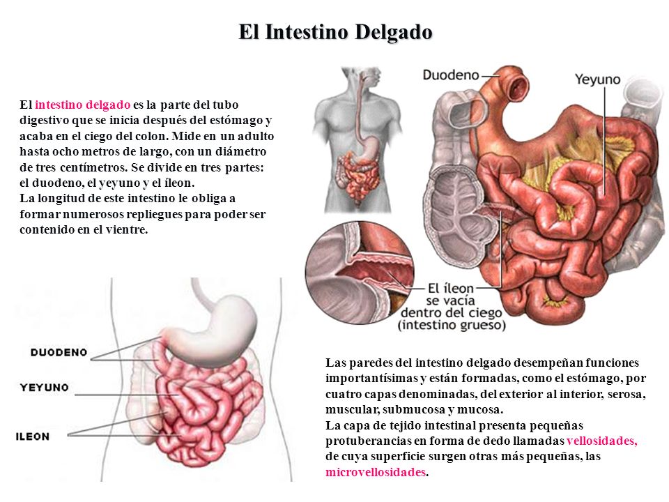 Sobrecrecimiento bacteriano del intestino delgado