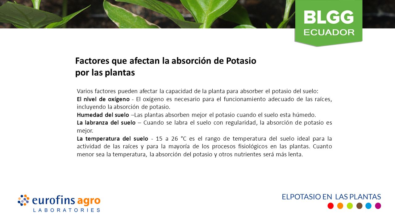 Varios factores pueden afectar la capacidad de la planta para absorber el potasio del suelo: El nivel de oxígeno - El oxígeno es necesario para el funcionamiento adecuado de las raíces, incluyendo la absorción de potasio.