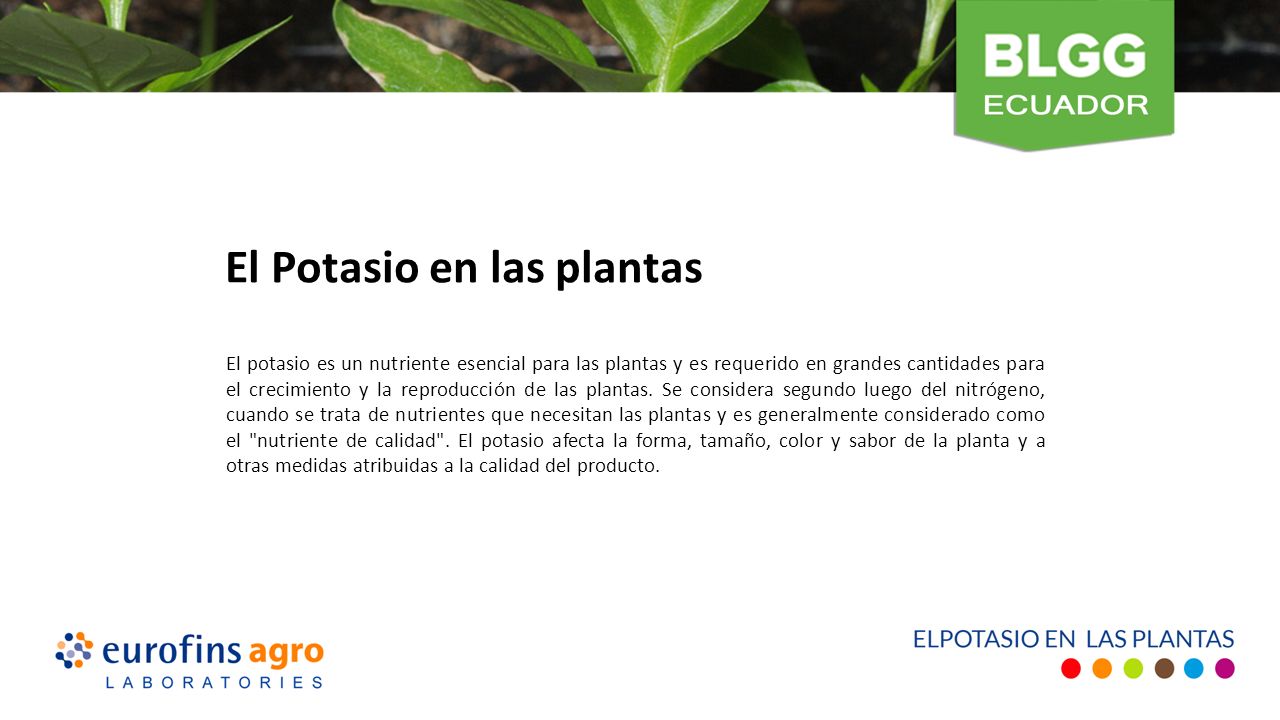 El Potasio en las plantas El potasio es un nutriente esencial para las plantas y es requerido en grandes cantidades para el crecimiento y la reproducción de las plantas.