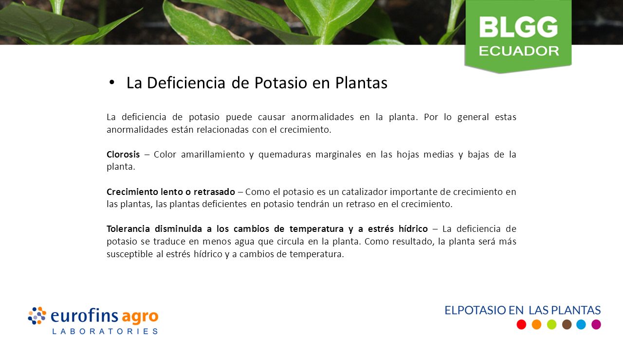 La Deficiencia de Potasio en Plantas La deficiencia de potasio puede causar anormalidades en la planta.