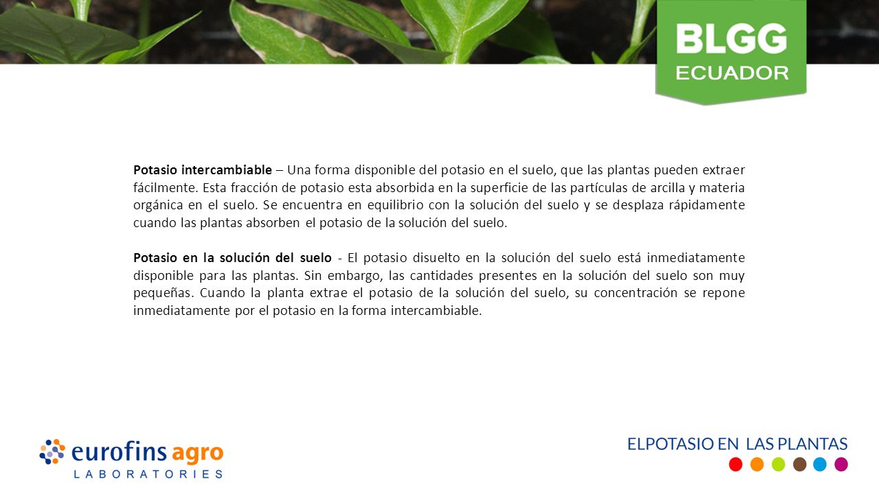 Potasio intercambiable – Una forma disponible del potasio en el suelo, que las plantas pueden extraer fácilmente.