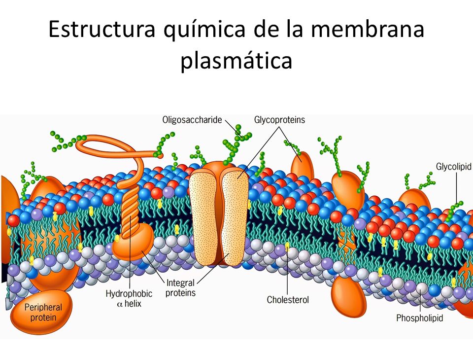 Cual es la funcion de la membrana plasmatica