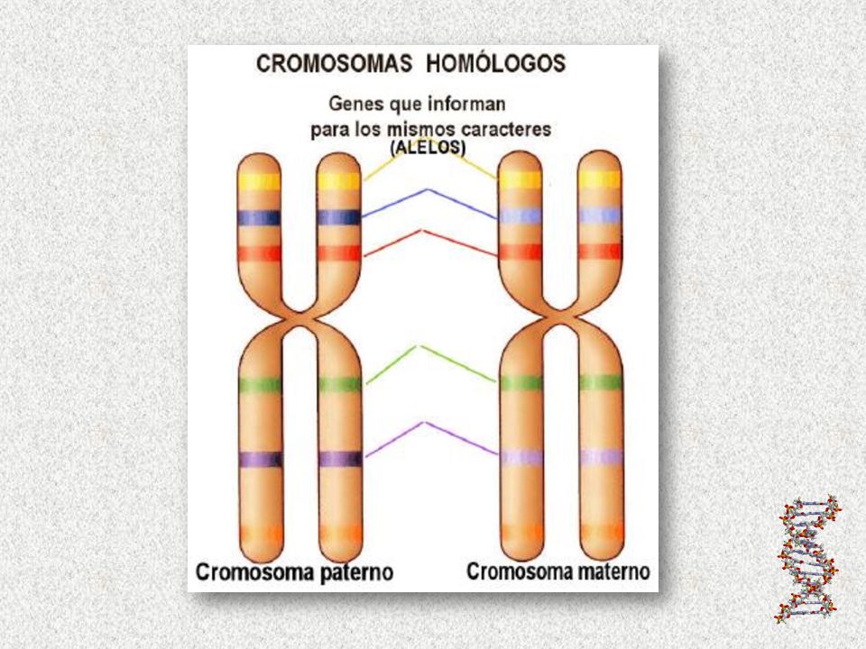 Resultado de imaxes para genes y caracteres hereditarios