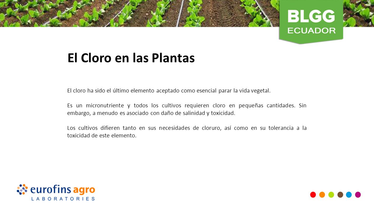 El Cloro en las Plantas El cloro ha sido el último elemento aceptado como esencial parar la vida vegetal.