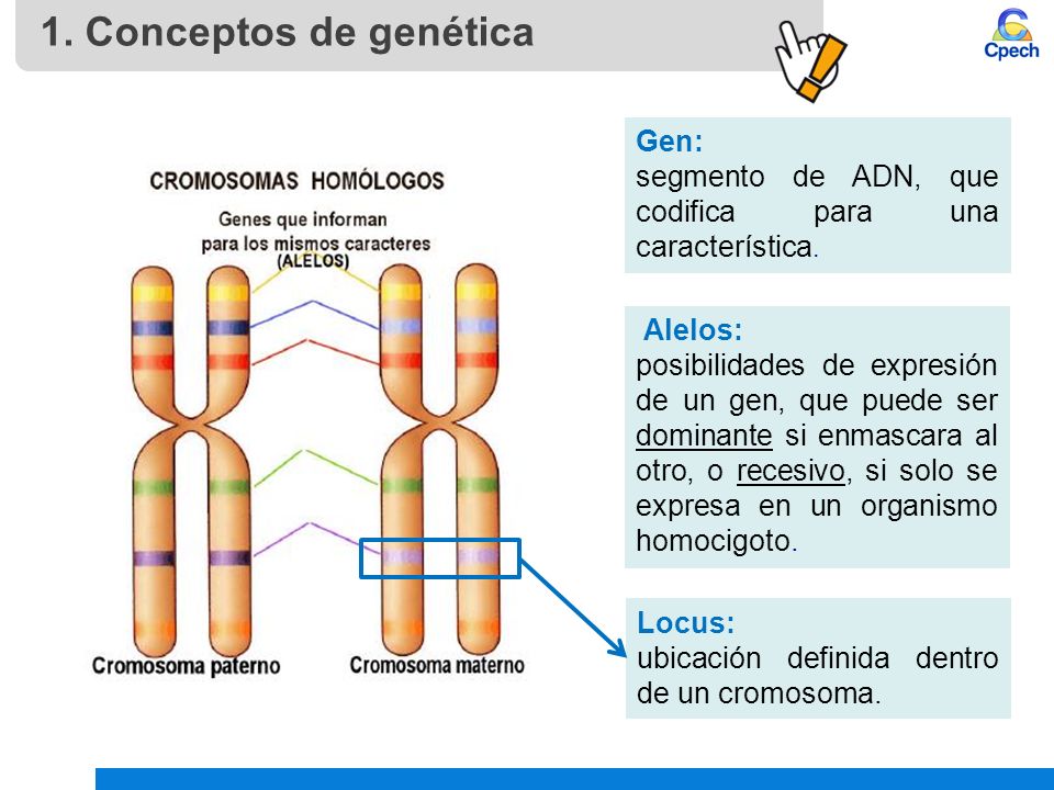 Que son cromosomas homólogos