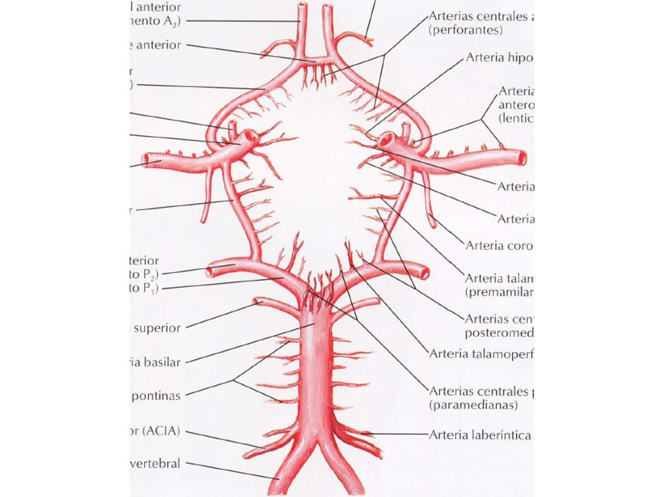 Артериальный круг. 3. Артериальный (Виллизиев) круг большого мозга.. Анатомия сосуды Виллизиев круг. Кровообращение вилизьева. Круг виллиса.