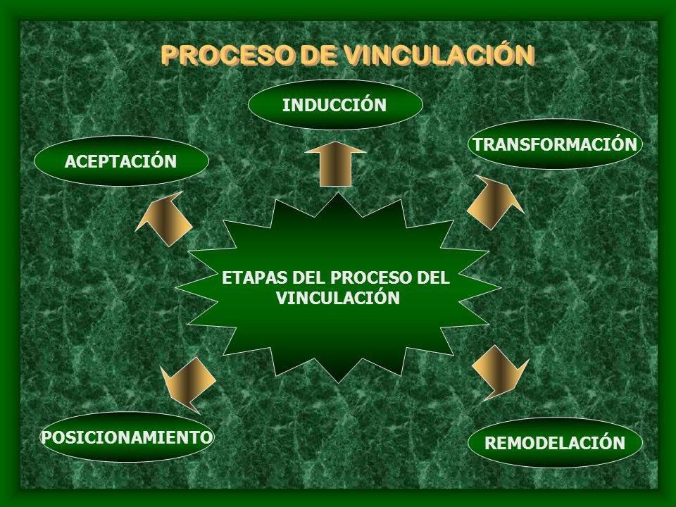 PROCESO DE VINCULACIÓN ETAPAS DEL PROCESO DEL VINCULACIÓN ACEPTACIÓN INDUCCIÓN TRANSFORMACIÓN REMODELACIÓN POSICIONAMIENTO