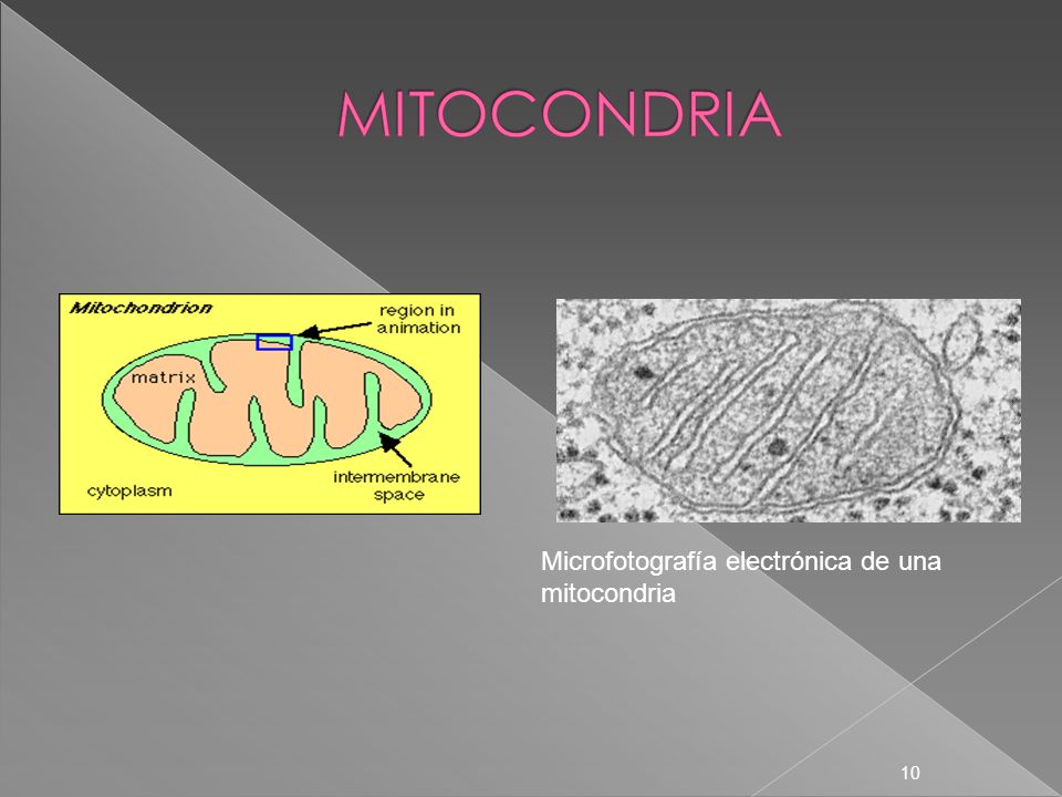 Microfotografía electrónica de una mitocondria 10
