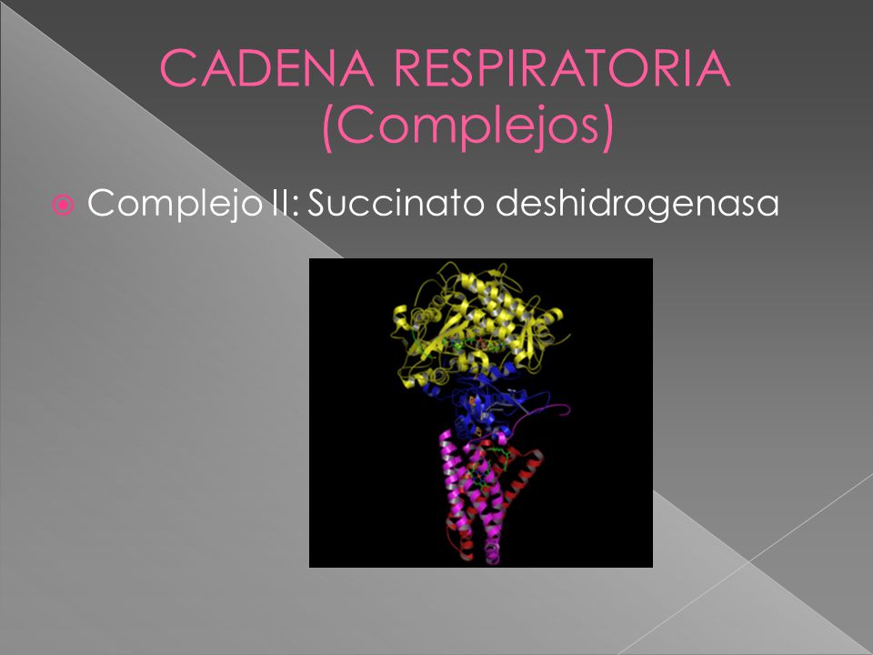 CADENA RESPIRATORIA (Complejos) Complejo II: Succinato deshidrogenasa