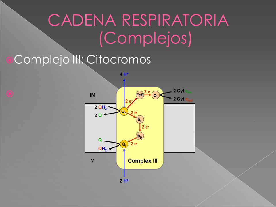CADENA RESPIRATORIA (Complejos) Complejo III: Citocromos