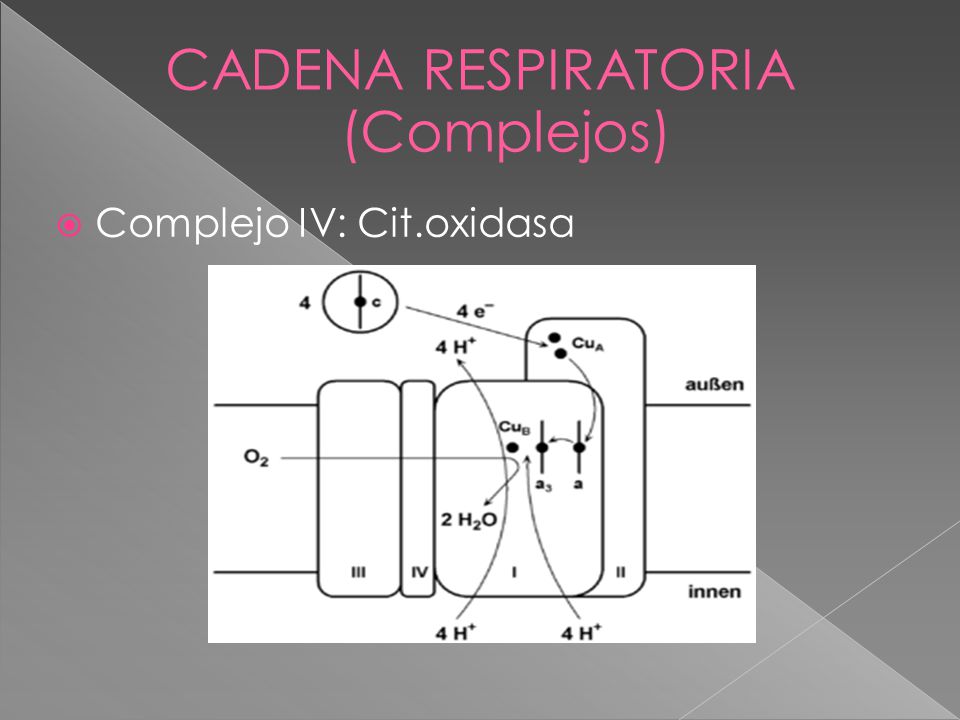 CADENA RESPIRATORIA (Complejos) Complejo IV: Cit.oxidasa