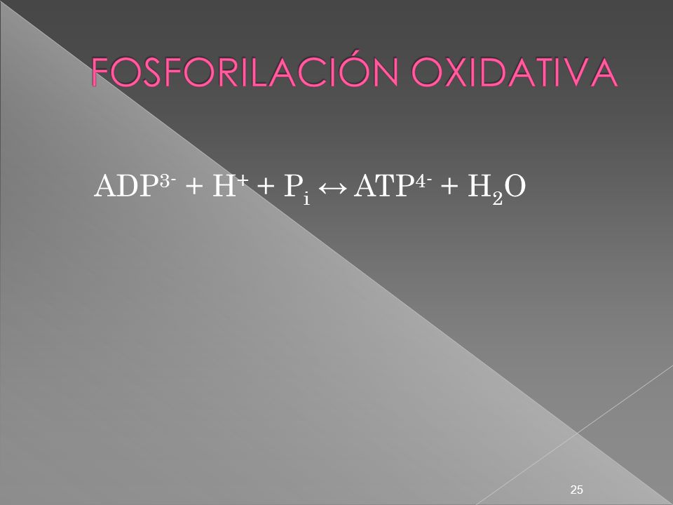 ADP 3- + H + + P i ATP 4- + H 2 O 25