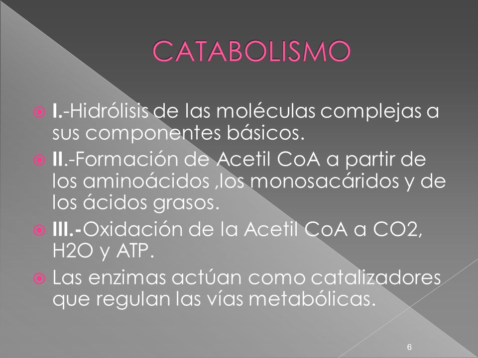 I. -Hidrólisis de las moléculas complejas a sus componentes básicos.