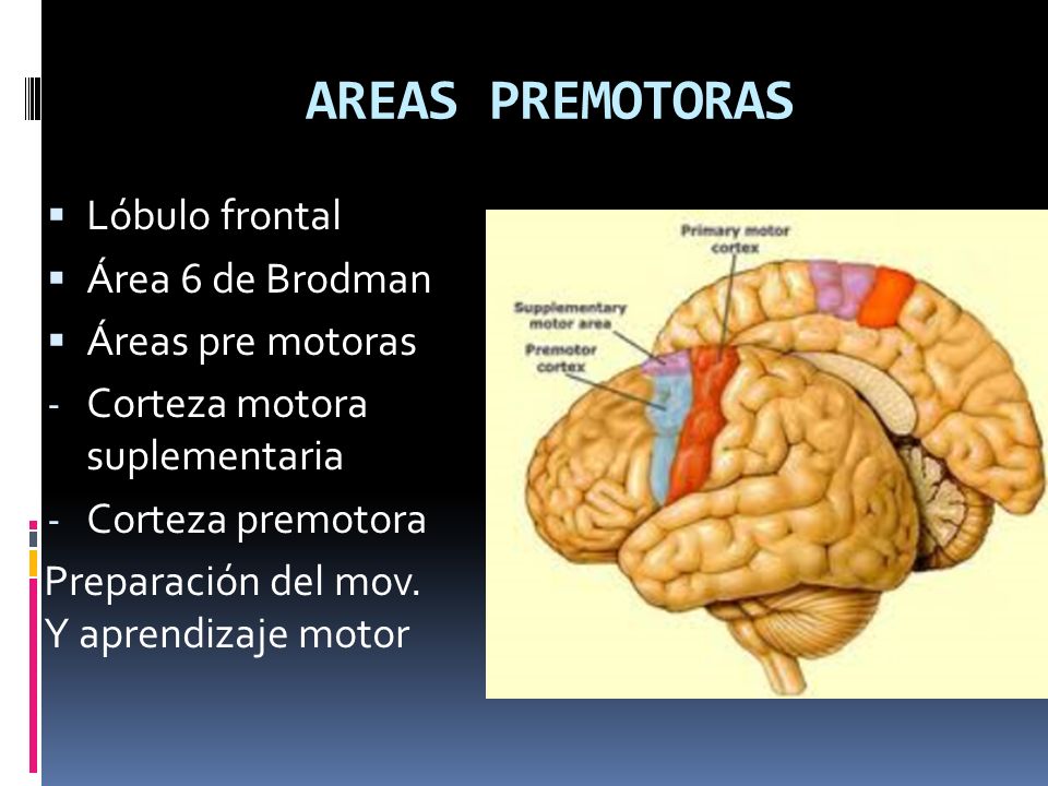 corteza premotora