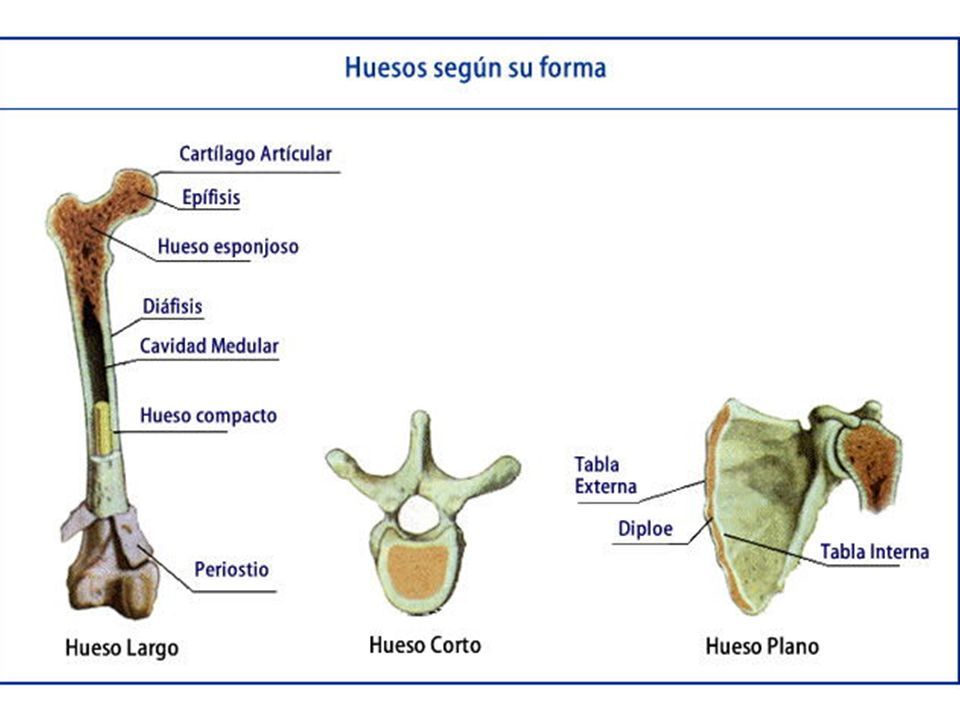 Рыба huesos