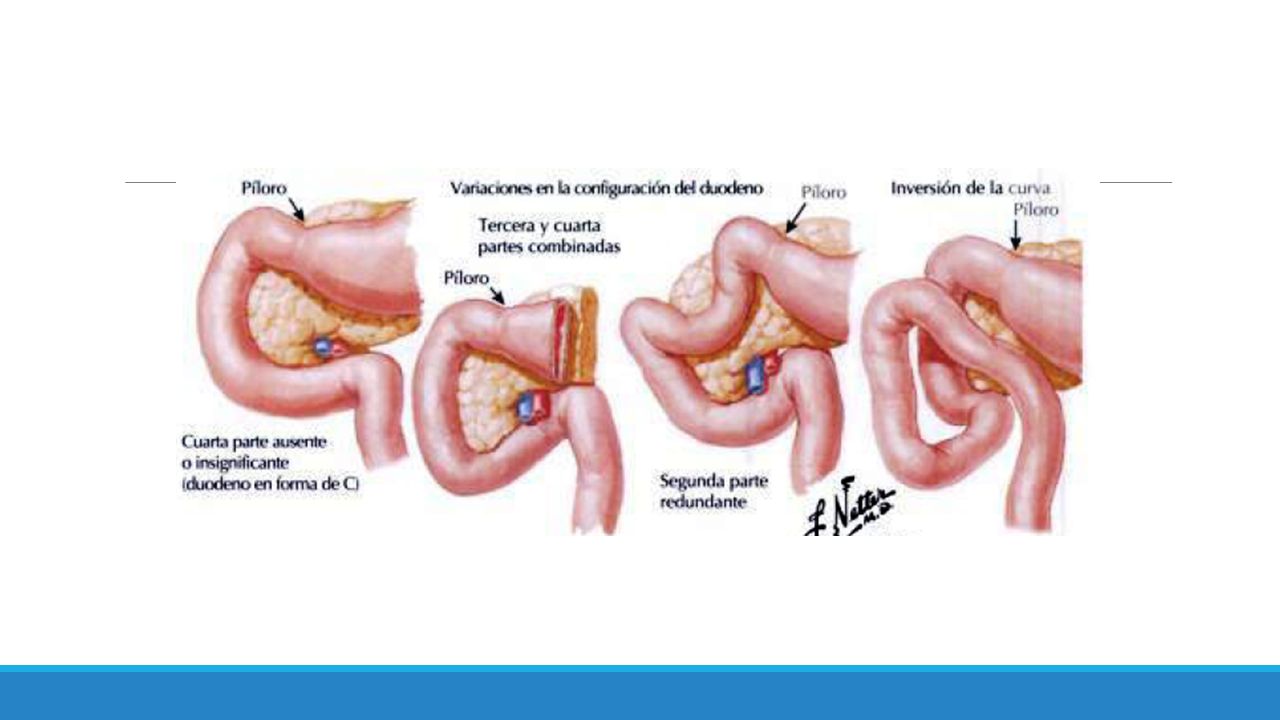 ANATOMIA DE DUODENO. Generalidades Es la parte inicial del intestino  delgado, interpuesta entre el estómago y el yeyuno, que se extiende desde  el píloro. - ppt descargar