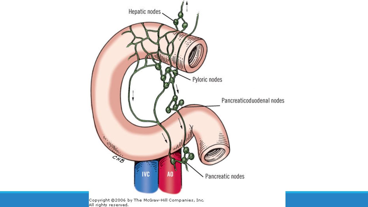 ANATOMIA DE DUODENO. Generalidades Es la parte inicial del ...