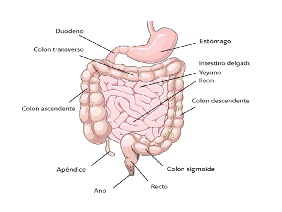 diagrama de órganos de cuadrantes abdominales