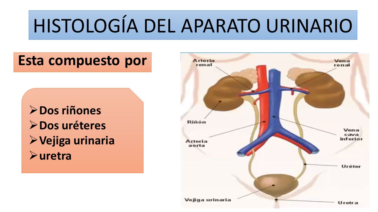 HISTOLOGÍA DEL APARATO URINARIO Esta compuesto por  Dos riñones  Dos uréteres  Vejiga urinaria  uretra