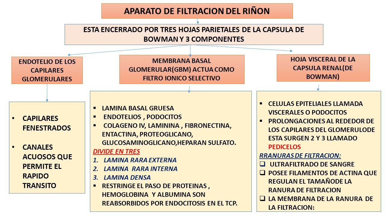 APARATO DE FILTRACION DEL RIÑON ESTA ENCERRADO POR TRES HOJAS PARIETALES DE LA CAPSULA DE BOWMAN Y 3 COMPONENTES ENDOTELIO DE LOS CAPILARES GLOMERULARES MEMBRANA BASAL GLOMERULAR(GBM) ACTUA COMO FILTRO IONICO SELECTIVO HOJA VISCERAL DE LA CAPSULA RENAL(DE BOWMAN) CAPILARES FENESTRADOS CANALES ACUOSOS QUE PERMITE EL RAPIDO TRANSITO  LAMINA BASAL GRUESA  ENDOTELIOS, PODOCITOS  COLAGENO IV, LAMININA, FIBRONECTINA, ENTACTINA, PROTEOGLICANO, GLUCOSAMINOGLICANO,HEPARAN SULFATO.