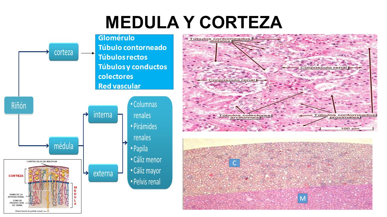 MEDULA Y CORTEZA Glomérulo Túbulo contorneado Túbulos rectos Túbulos y conductos colectores Red vascular M C