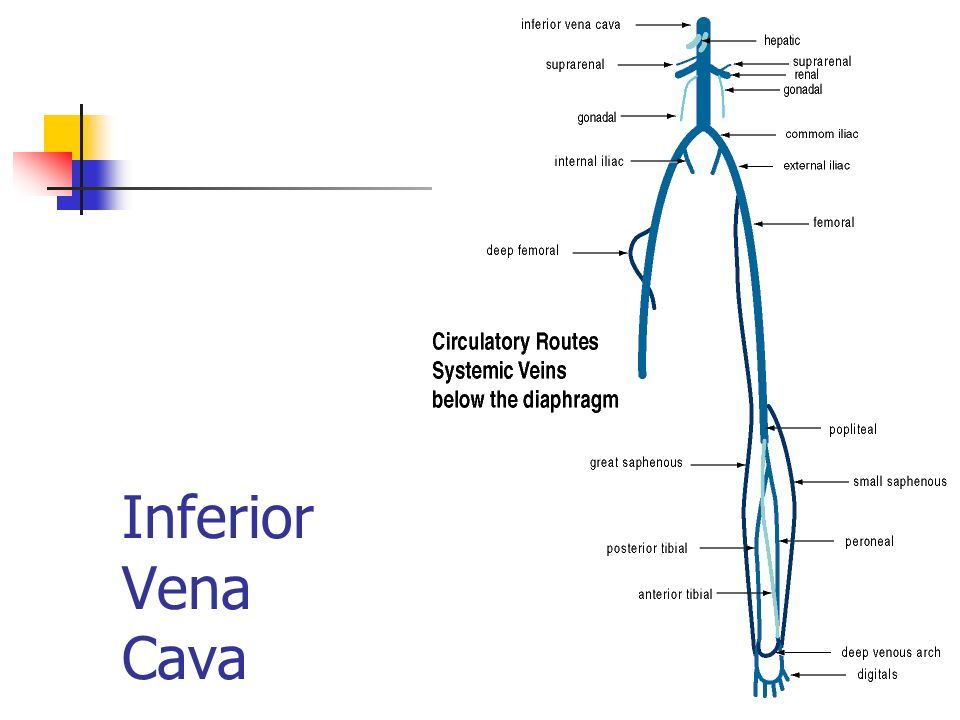 Inferior перевод. Вена кава Инфериор. Tributaries of Superior Vena Cava. Пристеночными притоками v. Cava inferior являются Venae.