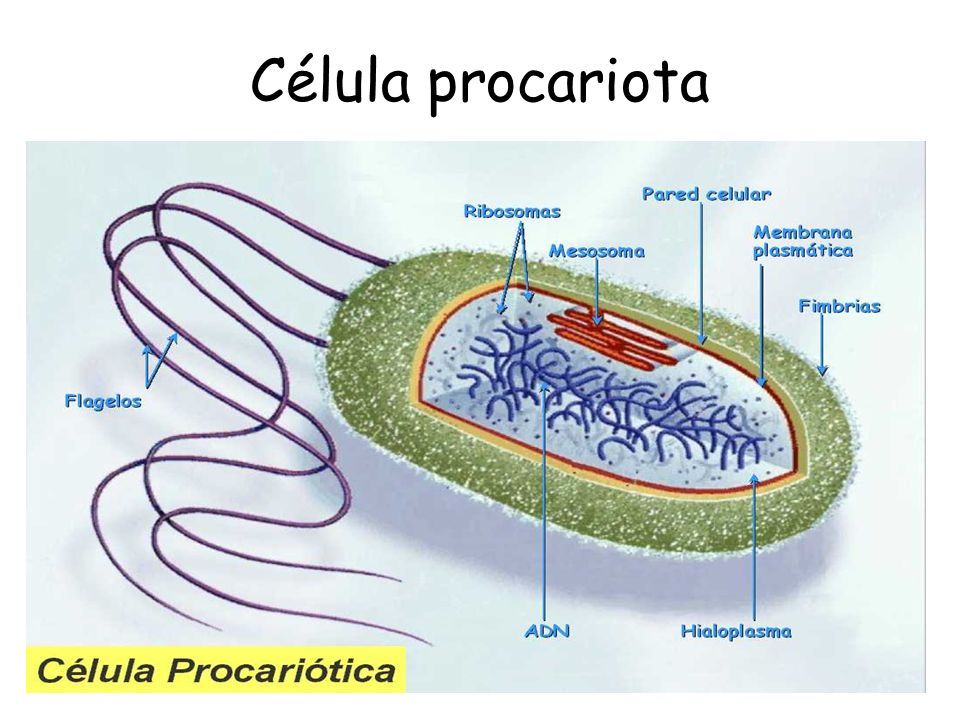 LAS CÉLULAS PRIMERO MEDIO. Célula procariota CELULA VEGETAL. - ppt descargar