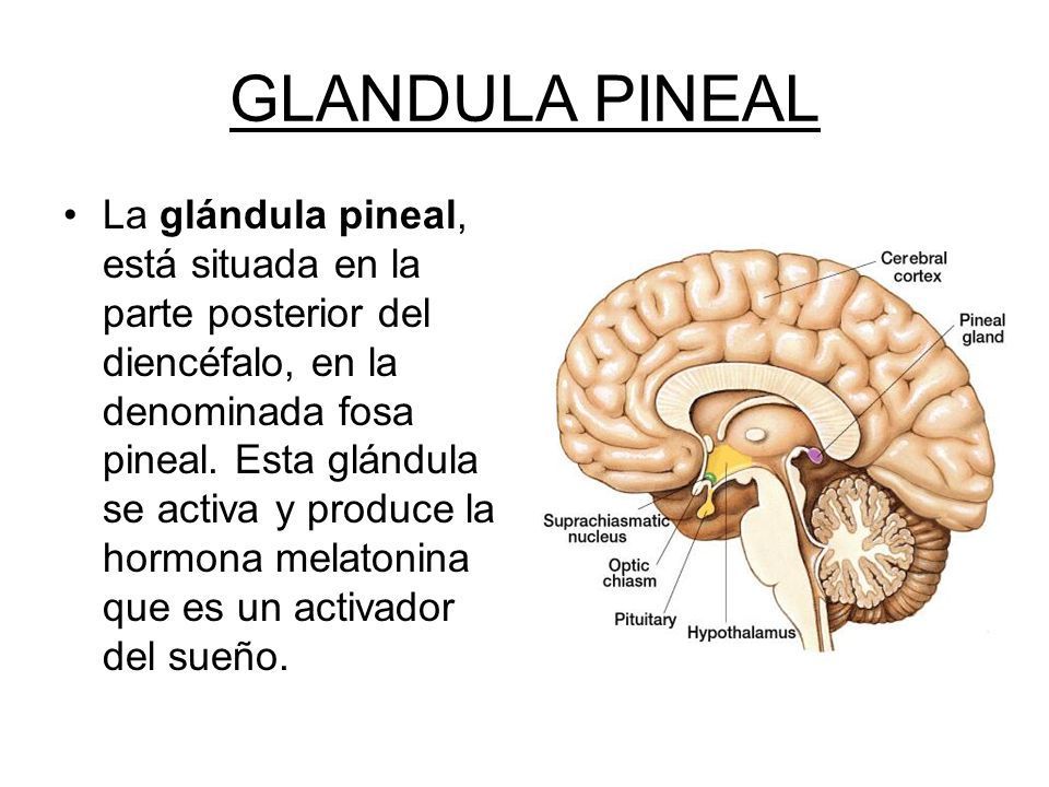 Glandula pineal donde esta